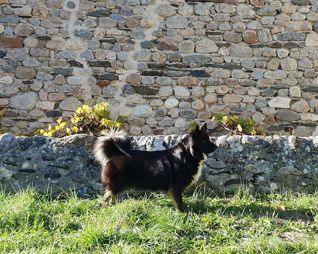 Saad De La Tanière De Saint Loup