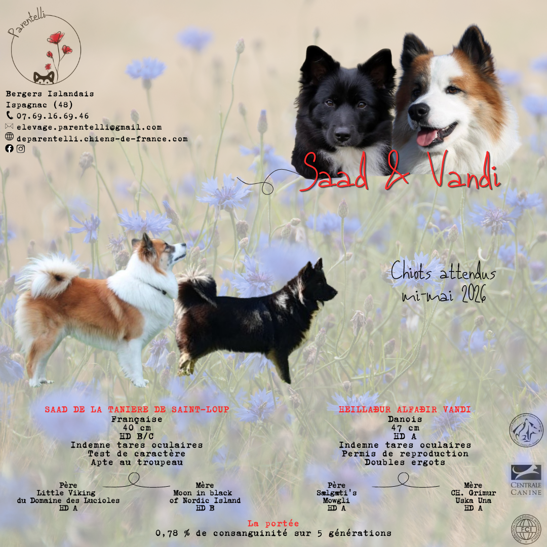 Gestation confirmée ! Nous attendons des chiots pour mi-mai !