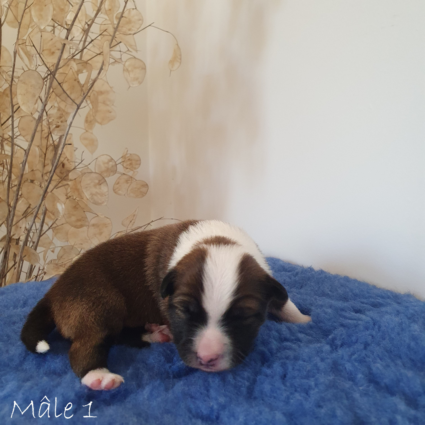 De Parentelli - Chiots disponibles - Berger islandais