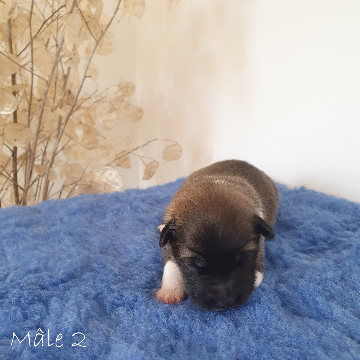 De Parentelli - Chiots disponibles - Berger islandais