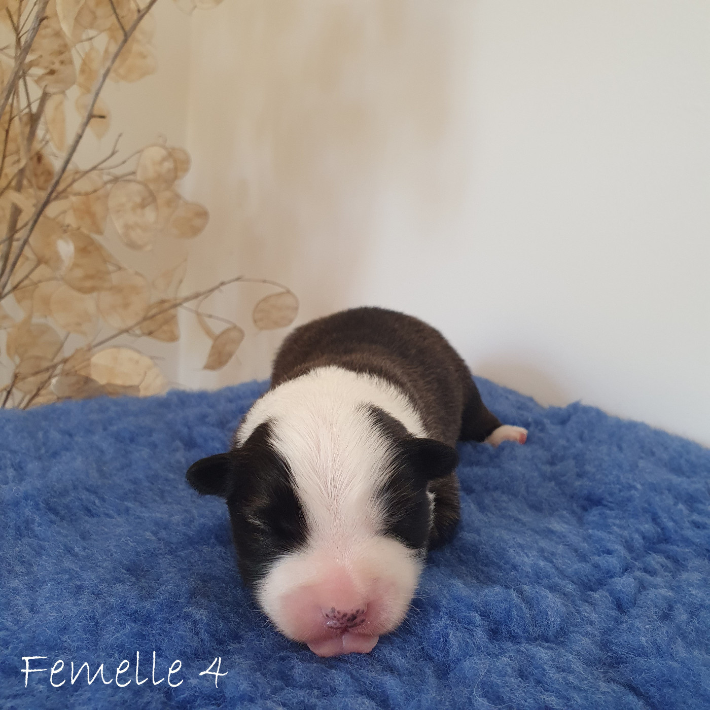 De Parentelli - Chiots disponibles - Berger islandais