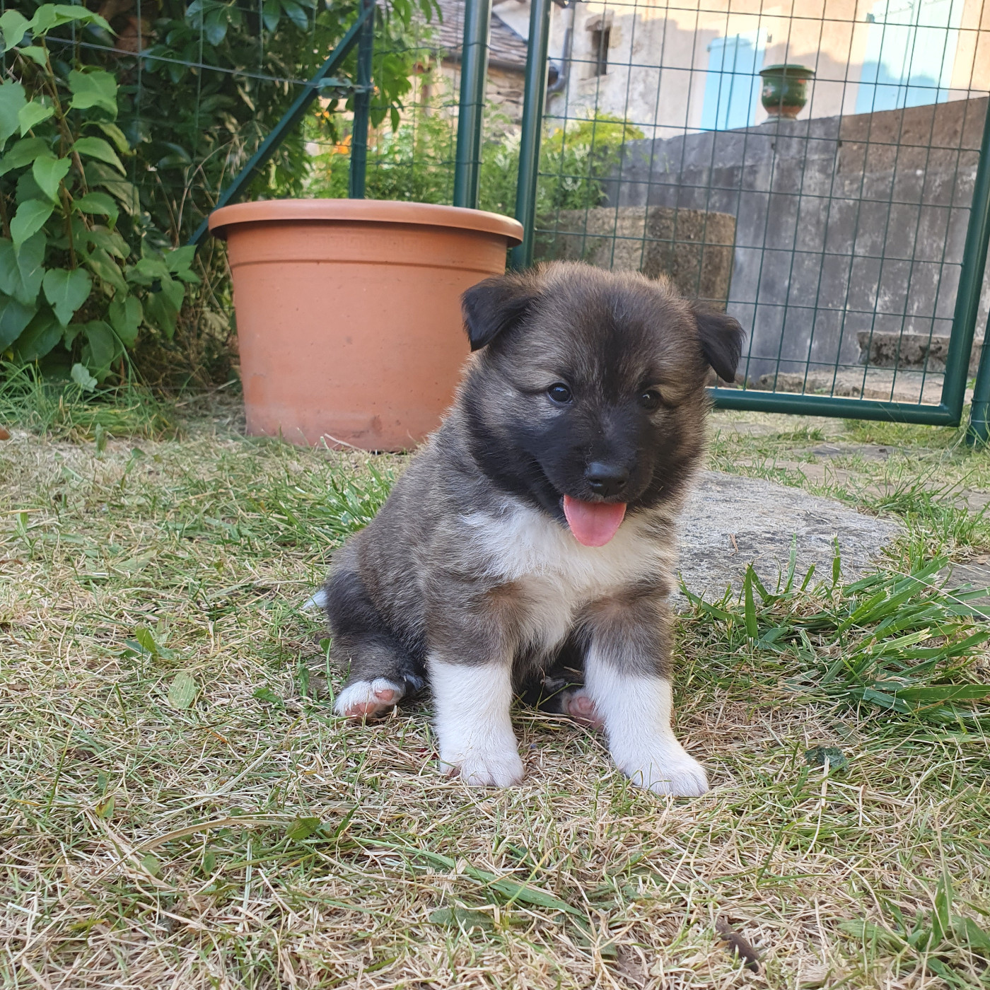 De Parentelli - Chiots disponibles - Berger islandais