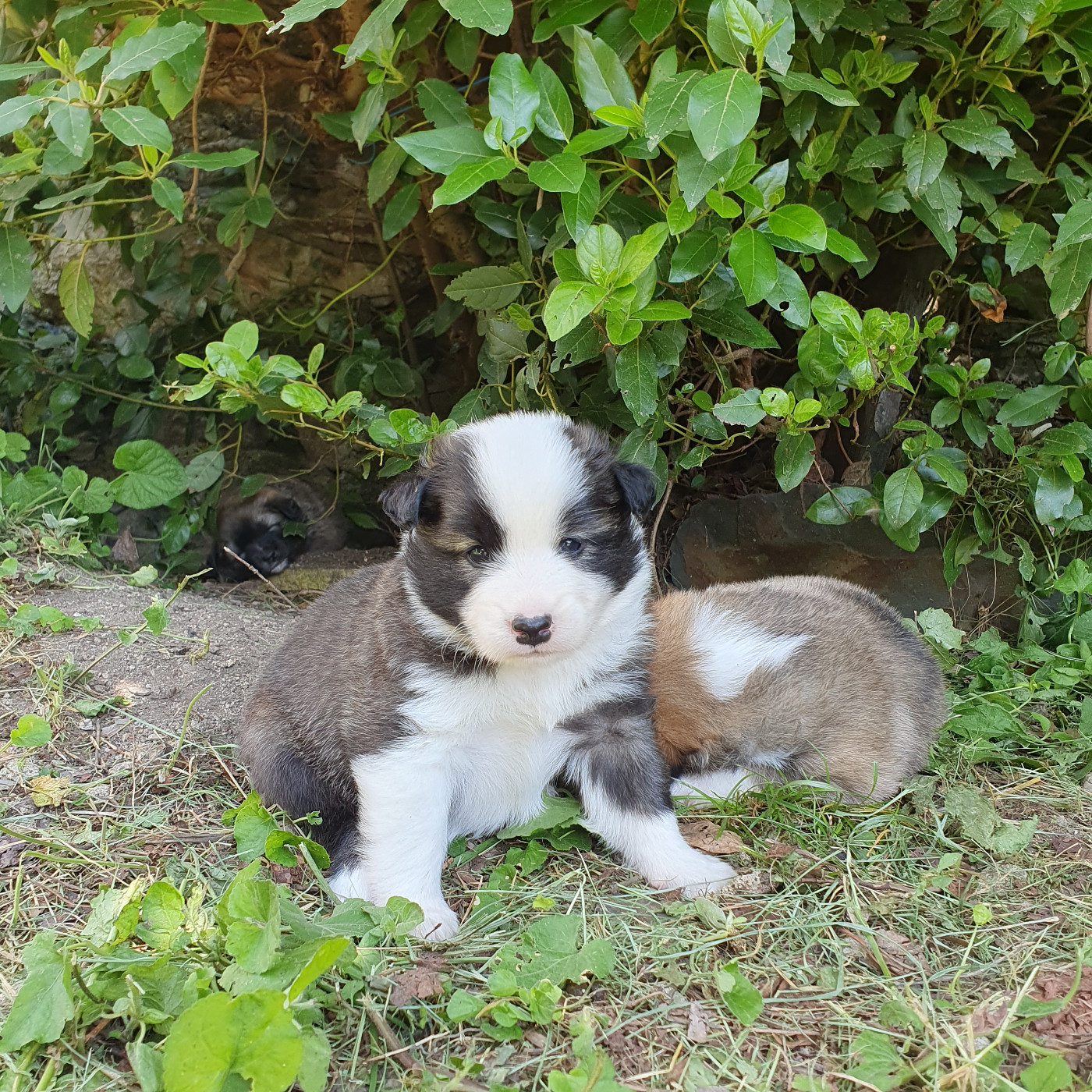 De Parentelli - Chiots disponibles - Berger islandais