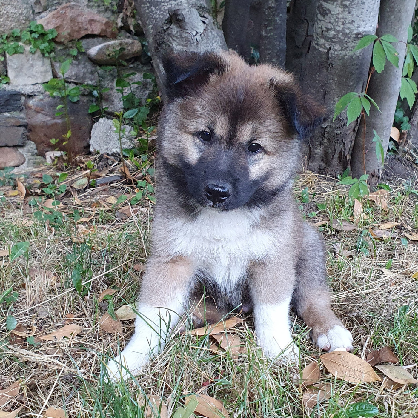 De Parentelli - Chiots disponibles - Berger islandais