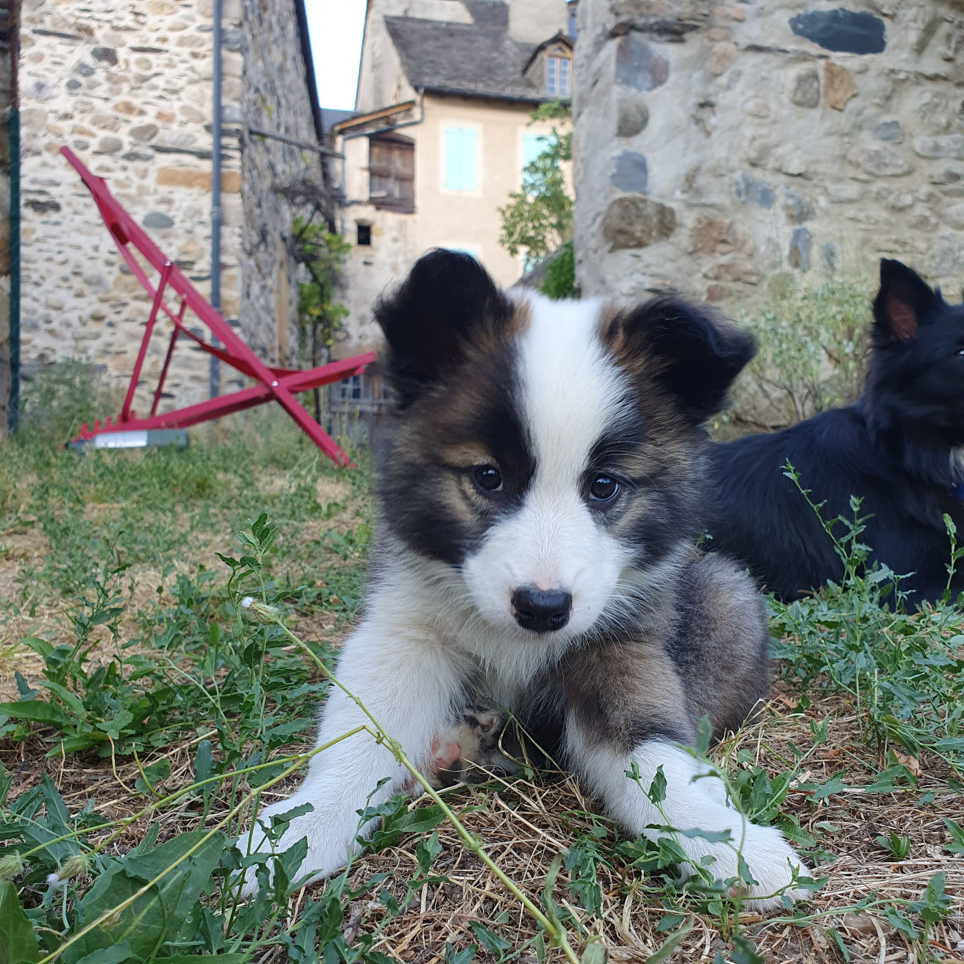 De Parentelli - Chiots disponibles - Berger islandais