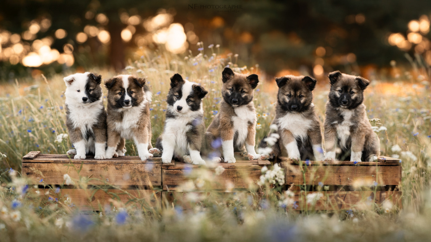Chiot Berger islandais De Parentelli